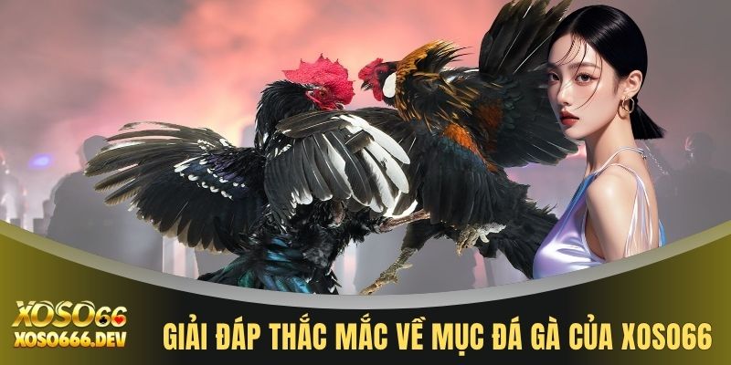 Giải đáp thắc mắc về mục đá gà của XOSO66